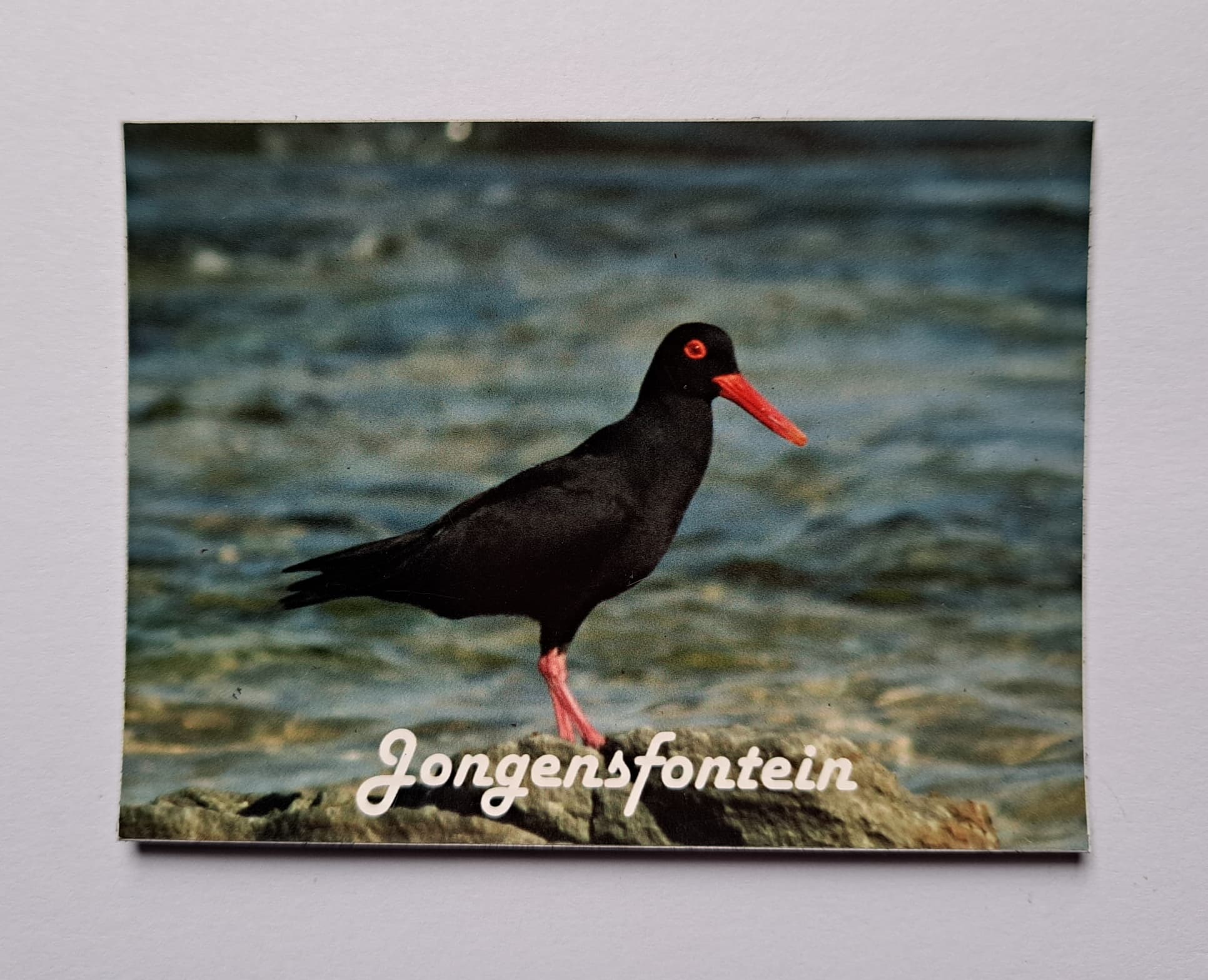 Jongensfontein Magnets 4