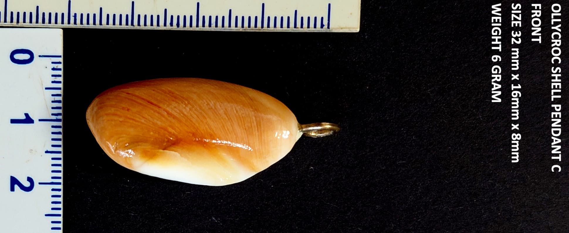 Natural Ollycroc shell pendant  3