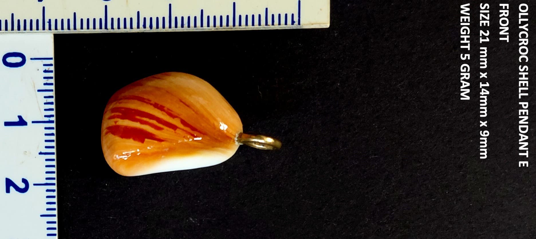 Natural Ollycroc shell pendant  5